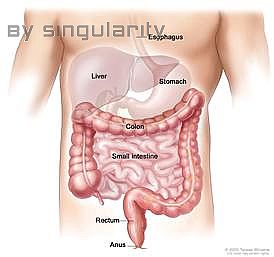 Picture of the anatomy of the lower digestive system, showing the colon and other organs.
