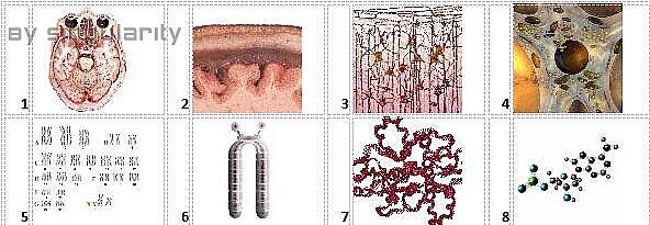 Bioplasm diagnostical system